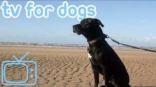 DogTV!KeepYourDogEntertainedandHappywithVideosforDogs!