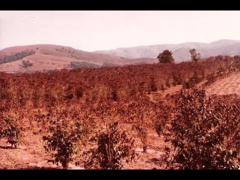 Geada No Paraná - Tião Carreiro e Pardinho
