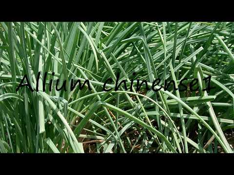 How to pronounce Allium chinense1 in Dutch?