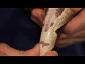 How To Tell If Your Snake Is Male Or Female Pet Snakes