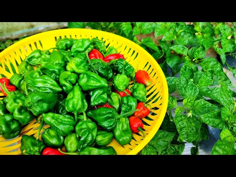 Green Chili Farming – From Planting to Harvest | Complete Guide 🌶️
