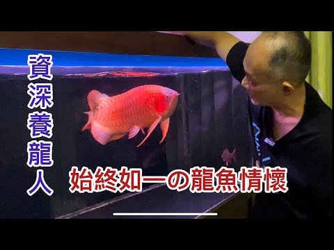 養紅龍