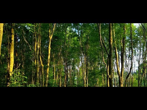 Planet Pleinvrees - S01E01 - A Harmonious Wilderness