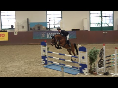 Tyson SH  v. Toulon -  Mylord Carthago, OS, Hengst, gekört,  *2018