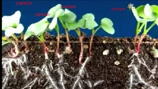 The Carbon Cycle or The Circle of Life