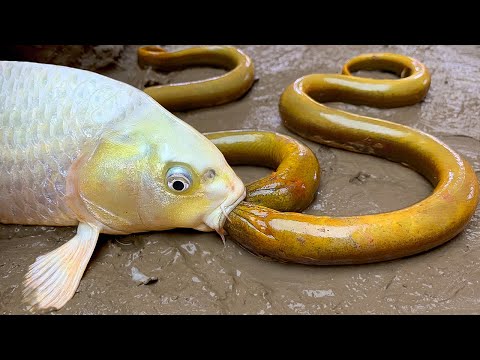 Golden Carp eel - Stop Motion ASMR Big Underground Primitive Experiment Cooking | Cuckoo