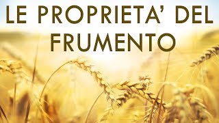 Proprietà del Frumento - Tutto quello che c'è da sapere sul Grano