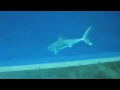 Great White Shark in Aquarium