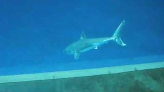 Great White Shark in Aquarium