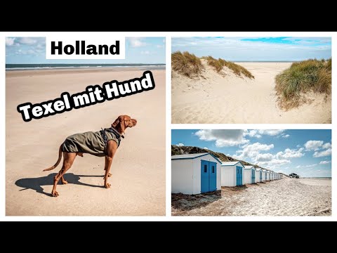 Texel: Urlaub mit Hund in Holland am Meer | Magyar Vizsla | Hundeurlaub