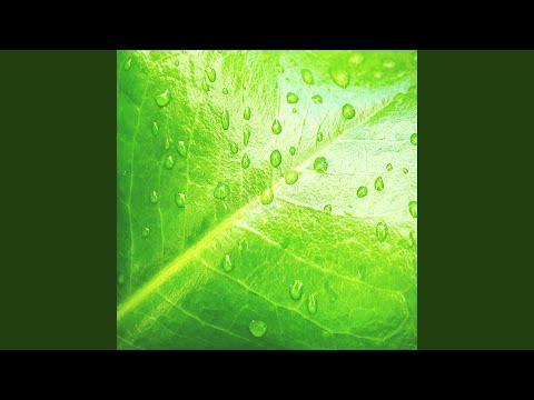 Som De Chuva Nas Folhas Barulho De Chuva, Chuva Para Dormir Bem