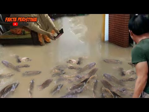 Banjir Membawa Berkah!! Pemilik Rumah Kaget! Saat Melihat Banyak ikan Masuk Rumahnya! Fenomena Aneh