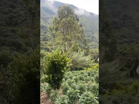 Cali Colombia outdoor grow, valle del Cauca #shorts #colombia #travel #outdoors