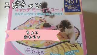 【子猫】part32子猫３ヶ月クリスマスに！！🎄✨