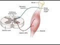 Two Minutes of Anatomy: Golgi Tendon Organ