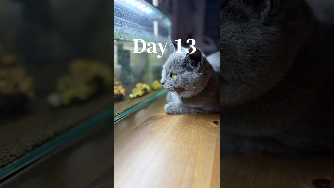 超簡単、猫が威嚇してくれる防犯グッズ