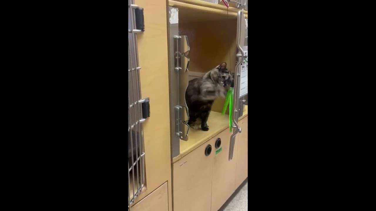 Enlarge Merlot (bonded with Brie), a ADOPTABLE mixed breed in Brampton, ON video 6/6