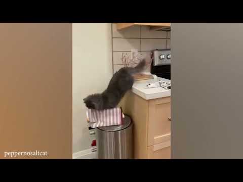 Cuteness & Cat-titude!  Watch Till the End! 🐱😂    Funny and Silly cat videos 2023-2024