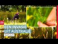 Het Dwingelderveld is besmet met een woekerend plantje | ROEG! | RTV Drenthe