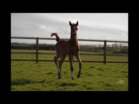 Arimathea 2014 Grey Colt by Makisa Adaggio