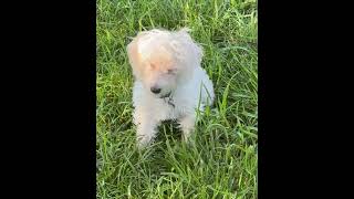 Video preview image #1 Maltese Puppy For Sale in Wheaton, IL, USA