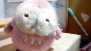 しろくま劇場～テストの練習をしてない子は····～