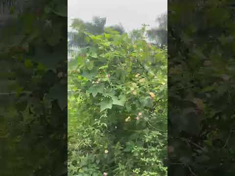 HALF PLOT OF LAND FOR SALE, @AFURUGIN AREA, IJEGUN LAGOS.