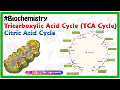 Tricarboxylic acid cycle ( TCA Cycle )  / Citric acid cycle Animation Video