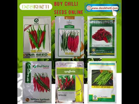 Buy Hybrid Chilli Seeds Online | #chilli #chillifarming #farming #farm #farmer #agriculture #mirchi