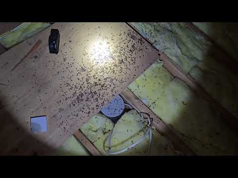 Attic Filled with Feces From Mice in Point Pleasant Beach, NJ