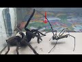Big Spider vs Tarantula Spider - what will happen