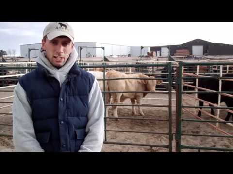 2011 Steer Feeding Trial  PlatteExpo.com