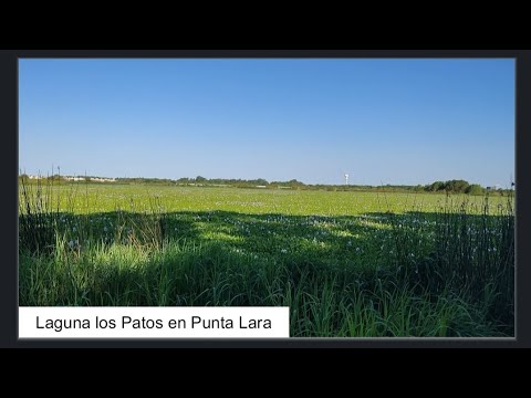 Laguna Los Patos en Punta Lara partido de Ensenada Buenos Aires Argentina 