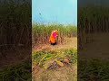 Khatu Jaungi Sakhi Na Lot Ke Aaungi Hum Bhi Jayenge Shyam Baba Ke