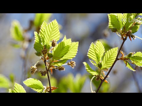 ヨーロッパブナ 植物