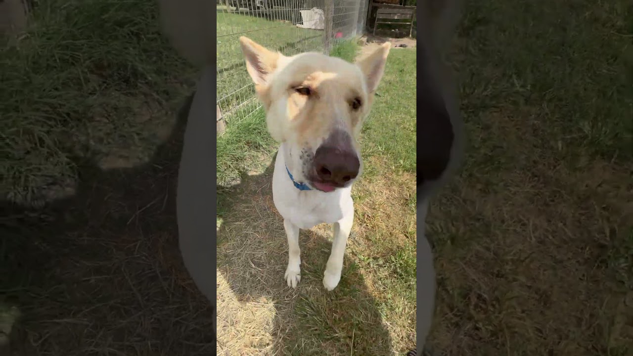 Lucky, a Adoptable German Shepherd Dog in Frederick, MD video 2/6