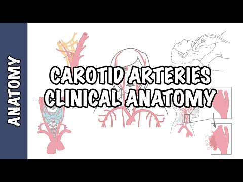 Anatomía: arteria carótida (enfermedad de la arteria carótida, aneurisma, disección, amaurosis fugaz)