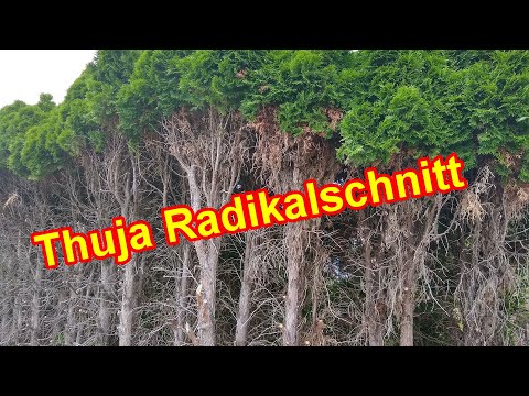 Thuja Radikalschnitt – Koniferen / Lebensbaum radikal & stark zurückschneiden