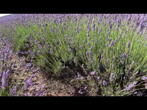 Biolavanda - French lavender from Delureni - BN.