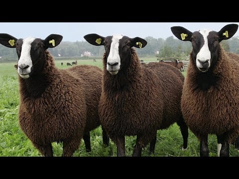 , title : 'Zwartbles Sheep | Striking Robust Adaptable'
