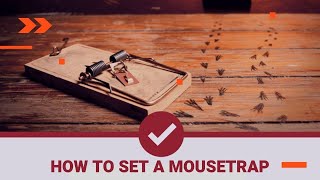 How To Set a Mouse Trap and Where to Put Mouse Traps - 3 Easy Ways | The Guardians Choice