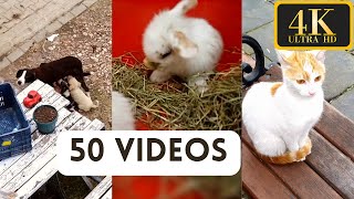 Download lagu Cutest Animal in the World 2022 - Cute Animals Videos 2022 - Cutest Animals mp3