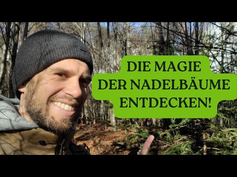 Fichten-, Tannen- & Kiefernnadeln im Vergleich: Bestimmung, Heilwirkung & Verwendung 🌲
