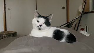 猫の重みで目覚める朝