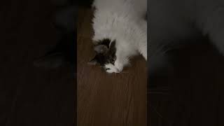 変な体勢でくつろぐ猫【ノル猫ミロシー】 #shorts