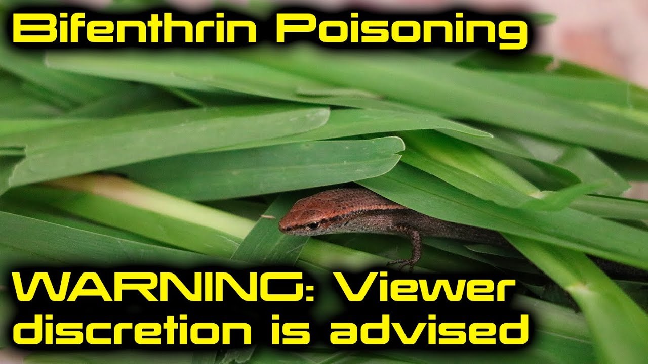 Bifenthrin Insecticide Poisoning Lizards