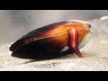 How Does The Mussel Grow Its Beard Deep Look