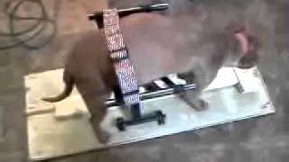 homemade dog breeding stand part 2
