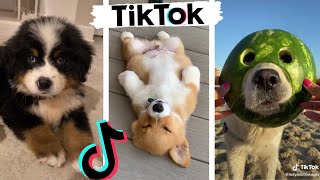 TIK TOKS That Make You Go AAWWW ~ Funny Dogs of TikTok Compilation