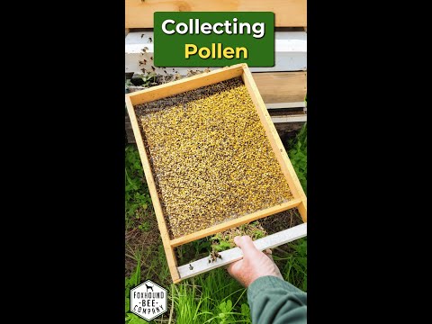 How we collect fresh bee pollen with a Sundance trap | Beekeeping tips